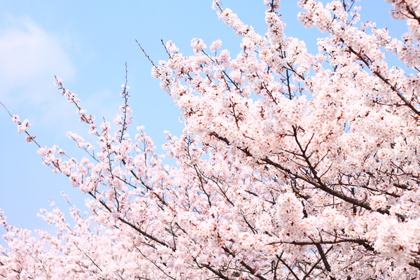 桜 サクラ 花ごよみ 京都の自然 京都に乾杯