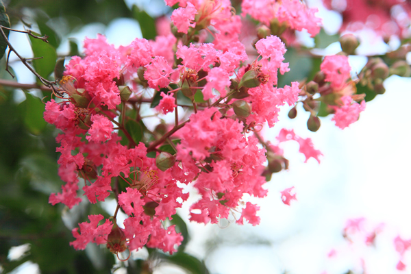 百日紅 サルスベリ 花ごよみ 京都の自然 京都に乾杯